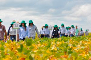 Dias de campo da Fundação MT difundem informações estratégicas para a safra de soja