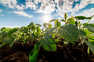 FMC destaca soluções para cultura da soja durante a Safratec
