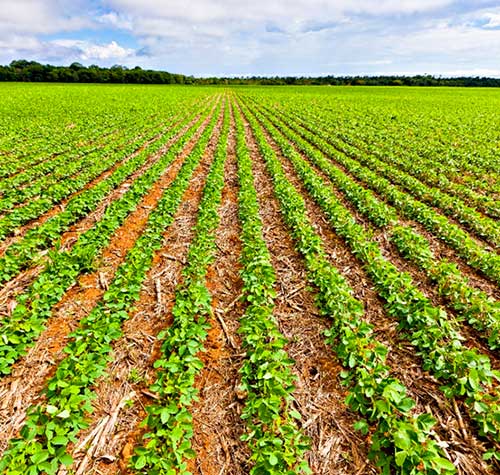 Programa Global de Agricultura de Baixo Carbono BASF registra avanços e projeta ações para 2023
