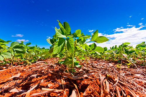 BASF lança fungicida para soja com ingrediente ativo inovador no Show Rural Coopavel