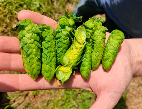 Produção de lúpulo no Brasil cresce e compete com qualidade internacional
