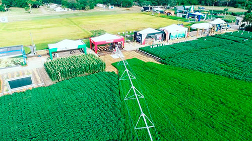 Irrigação é alternativa aos arrozeiros na produção de novos cultivos