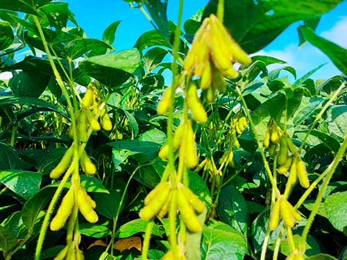 Fertilizantes biotecnológicos serão novidades na Coplacampo
