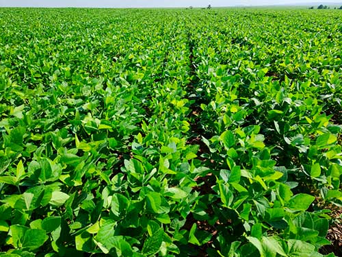 Fertilizantes biotecnológicos serão novidades na Coplacampo