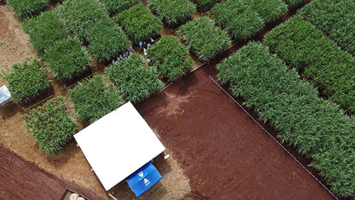 Biotecnologia e sustentabilidade são foco de Dia de Campo promovido pela ADAMA com o Centro de Tecnologia Canavieira para produtores de cana e usinas