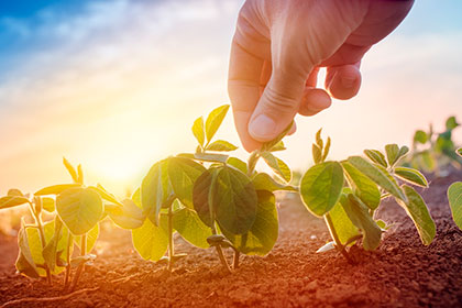 Soluções microbiológicas são alternativas eficientes à agricultura mato-grossense