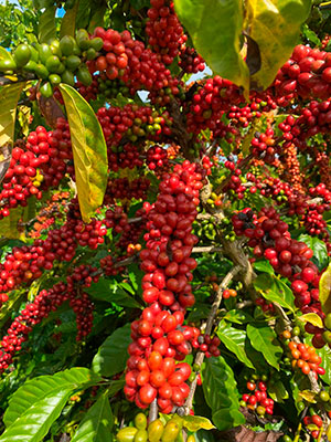 Adjuvante com alta tecnologia será apresentado à cafeicultores da Alta Mogiana