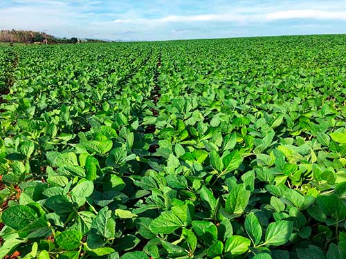 Biotecnologia será foco na Show Safra