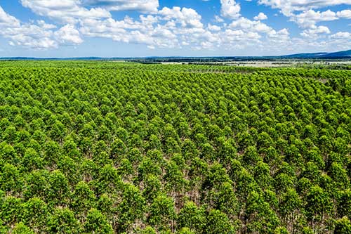 Veracel removeu mais de 1,6 milhão de toneladas de gases de efeito estufa da atmosfera com seus plantios de eucalipto e restauração florestal