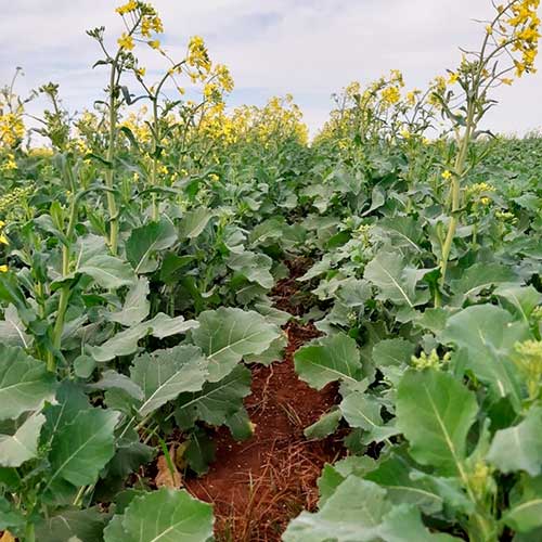 Fertilizante mineral impulsiona produtividade de canola no RS
