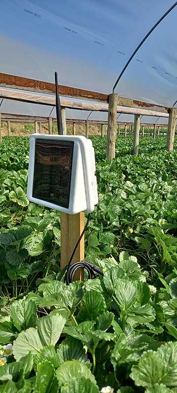Startup de tecnologia inédita gera recomendações de manejo com foco na agricultura preditiva