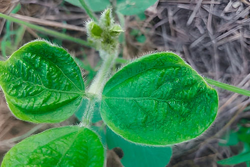 Boro é chave para aumentar a produção de frutos e grãos