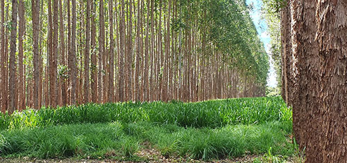 Dias de Campo em Ipameri (GO) mostram a eficiência dos sistemas integrados e a importância da agricultura sustentável