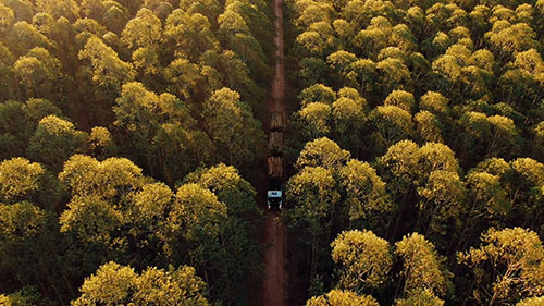 LOTS Group passa a compensar emissões de CO2 com plantio de mudas na Mata Atlântica