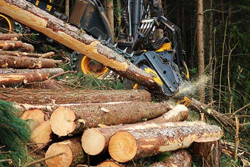Escolha da corrente certa para motosserra aumenta produtividade no setor florestal