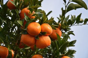 Corteva Agriscience lança na edição de 50 anos da Expocitrus novo inseticida para o controle do psilídeo