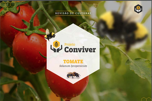 A importância das abelhas na polinização do tomateiro