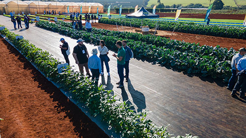 Tradicional encontro da horticultura brasileira, Dia de Campo da Agristar abre credenciamento para visitantes