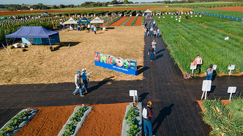 Horticultura em alta: em meio a lançamentos e aprendizados, público do Open Field Day da Agristar cresce mais de 38%