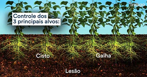 Indigo lança bionematicida exclusivo e inédito no Brasil