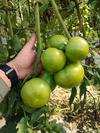 Bioinsumo livre de resíduos é a nova aposta para otimizar produção de hortifrutis