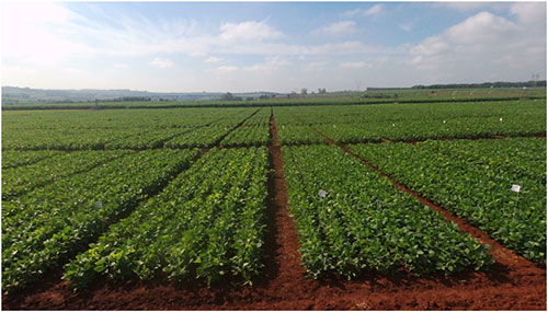 ICL lança novo quelato com bioatividade comprovada e biodegradável no solo