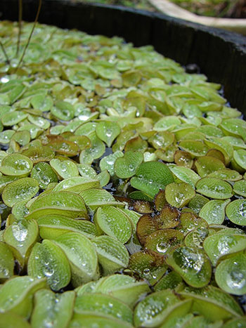 Inteligência artificial inova monitoramento de barragens