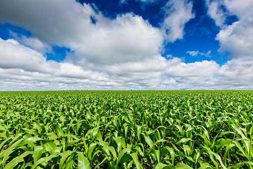 Syngenta lança tecnologia inovadora para o tratamento de sementes na cultura do milho