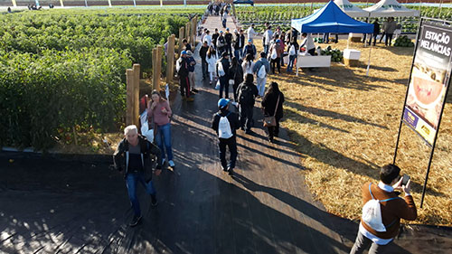 Horticultura em alta: em meio a lançamentos e aprendizados, público do Open Field Day da Agristar cresce mais de 38%