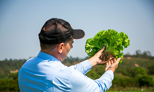 Adubos com tecnologia orgânica exclusiva aumentam eficiência na hortifruticultura