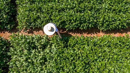 Dia Mundial do Meio Ambiente: BASF reforça compromisso para a um futuro sustentável