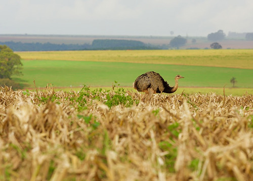 Dia Mundial do Meio Ambiente: BASF reforça compromisso para a um futuro sustentável