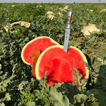 BASF estará presente no maior evento de horticultura da América Latina