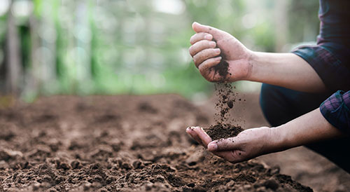 Restabelecer os sistemas naturais em áreas agrícolas é o caminho para alta produtividade