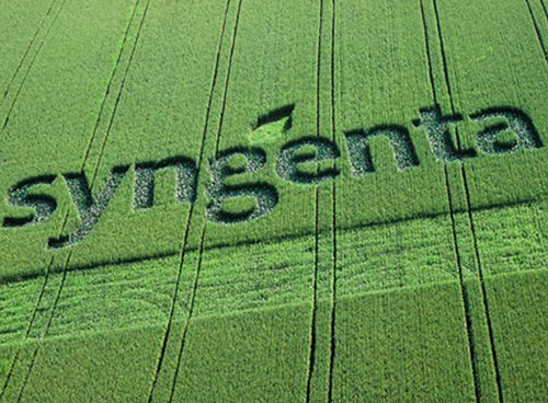 Syngenta Vegetable Seeds completa aquisição da Feltrin Sementes