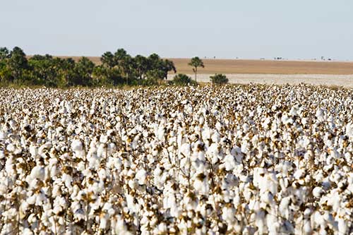 Algodão sustentável aliado à utilização de biossoluções e produtos com menor impacto ambiental são demanda de investidores e cotonicultores