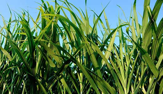 Produção de cana-de-açúcar sofre com estresses hídrico e diminuição da biomassa na cultura