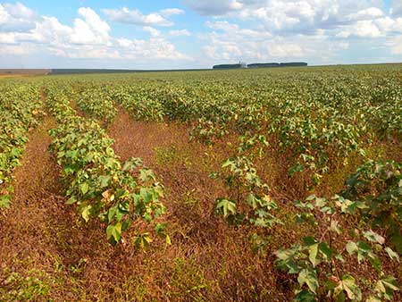 Manejo de plantas daninhas no algodão é difícil e requer atenção