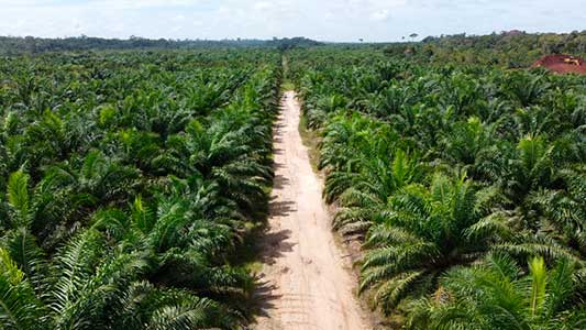 Grupo BBF desenvolve agronegócio sustentável na região Amazônica