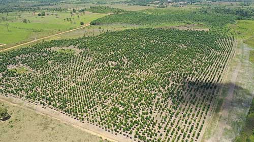 Greentech Radix Investimentos Florestais recebe apoio filantrópico do Fundo Vale da ordem de 1,3 milhão