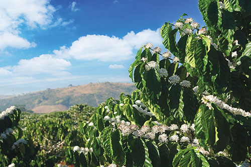 Produtores investem em tecnologias biológicas contra doenças e pragas do cafeeiro