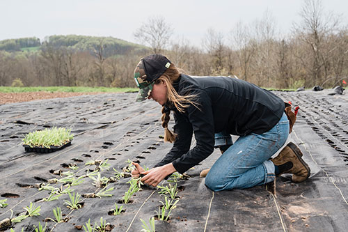 Agricultura regenerativa transforma produção de alimentos e fortalece um futuro com bem-estar consciente e descarbonização