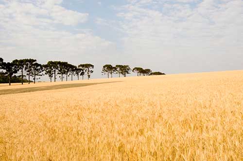 Com forte influência do El Niño no Sul, produtores de culturas de inverno devem estar mais atentos à janela de aplicação de defensivos