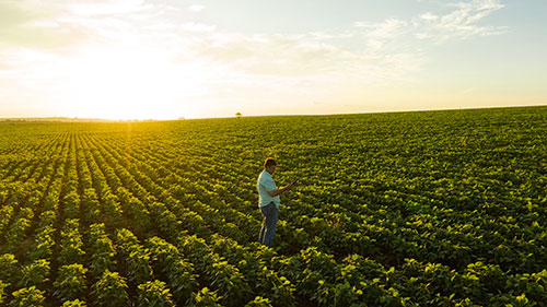 Garantindo a Qualidade e Segurança dos Alimentos: O Papel Vital da Rastreabilidade e Tecnologias Conectadas na Agricultura