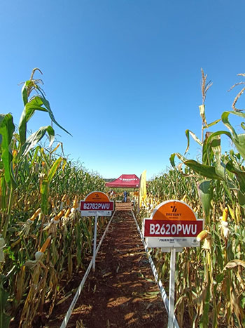 Pecuaristas podem produzir até 50,1 mil litros de leite por hectare de silagem de milho com híbridos da Brevant® Sementes
