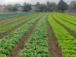 Tera Nutrição Vegetal: “É importante homenagear os heróis do campo”