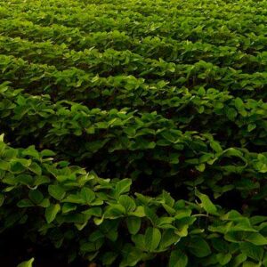 Cibra  apresenta soluções para elevar produtividade e rentabilidade do produtor rural na Expo Coopercitrus 2023 