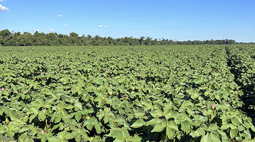 Novo termorregulador retém 30% mais estruturas reprodutivas no algodão