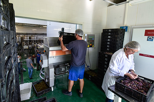 Jundiaí começa processamento teste de uvas em novo Centro de Enologia