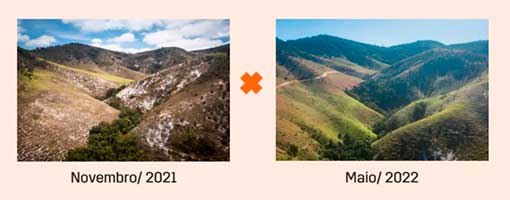 Com mais de 200 hectares, 'Floresta Naveia', projeto da marca Naveia com foco em reflorestamento e sequestro de carbono, apresenta resultados impactantes